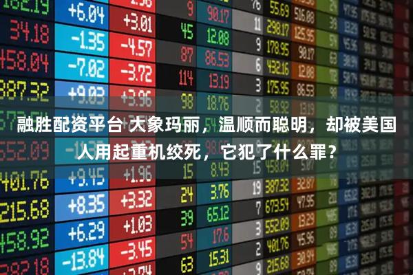 融胜配资平台 大象玛丽，温顺而聪明，却被美国人用起重机绞死，它犯了什么罪？